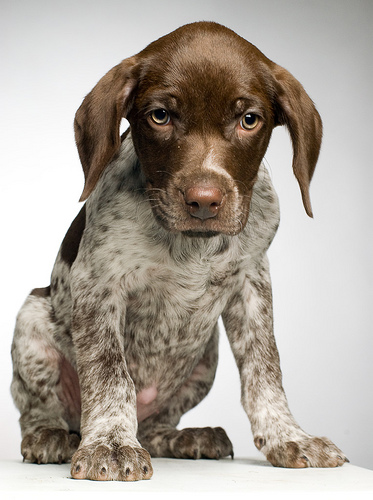 A German Shorthaired Pointer puppy ready for adoption
