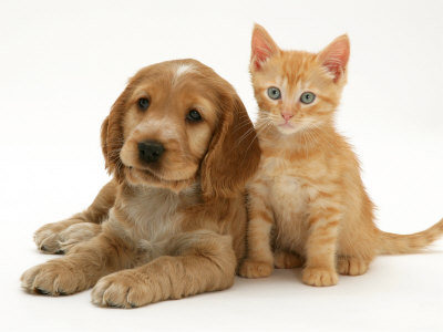A golden puppy and orange tabby kitten together